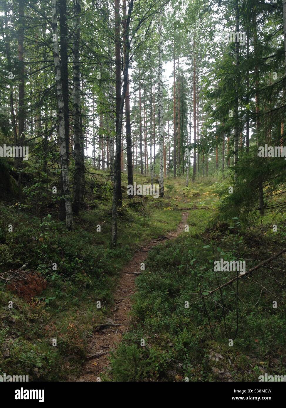 Parco Nazionale di Nuuksio, Finlandia Foto Stock