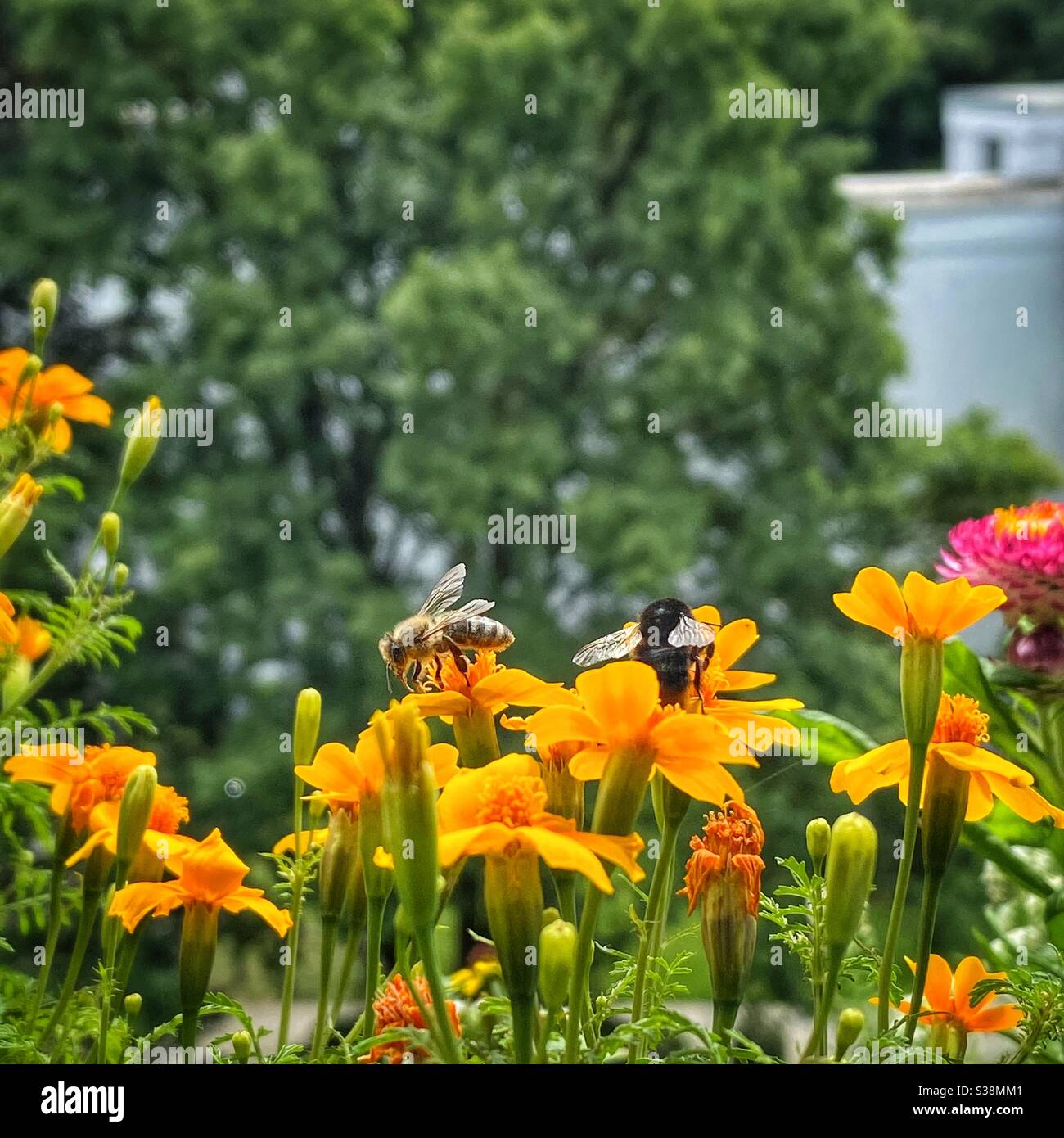 Ape e bumble ape sui fiori gialli del balcone. Foto Stock