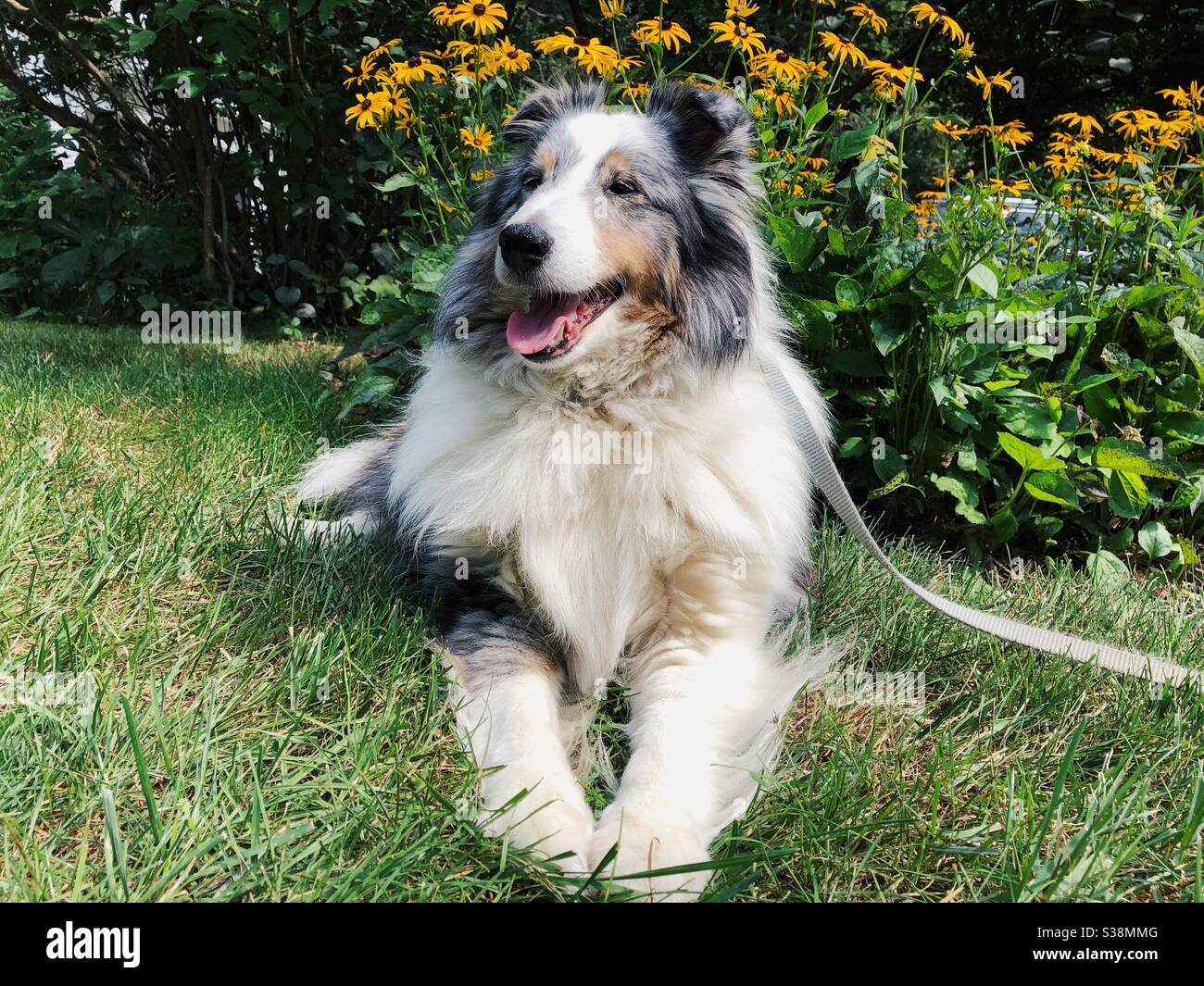 Blue Merle Sheltie a riposo davanti agli occhi neri Susan fiori - Immagine stock catturata con smartphone