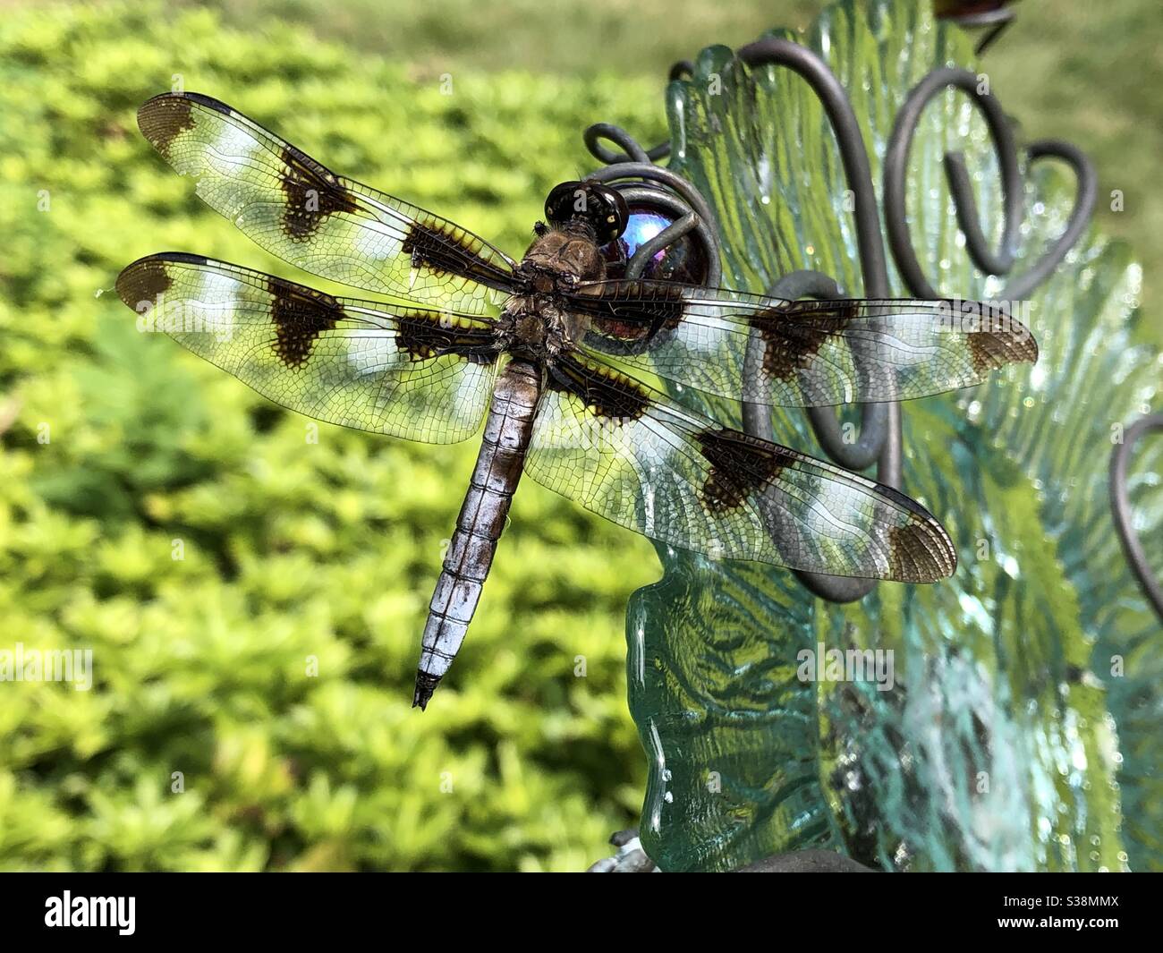 Primo piano di libellula in giardino Foto Stock