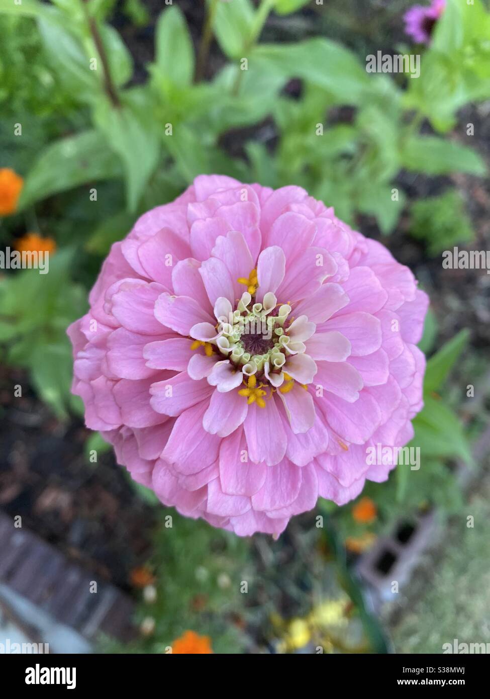 Bel fiore rosa di zinnia Foto Stock