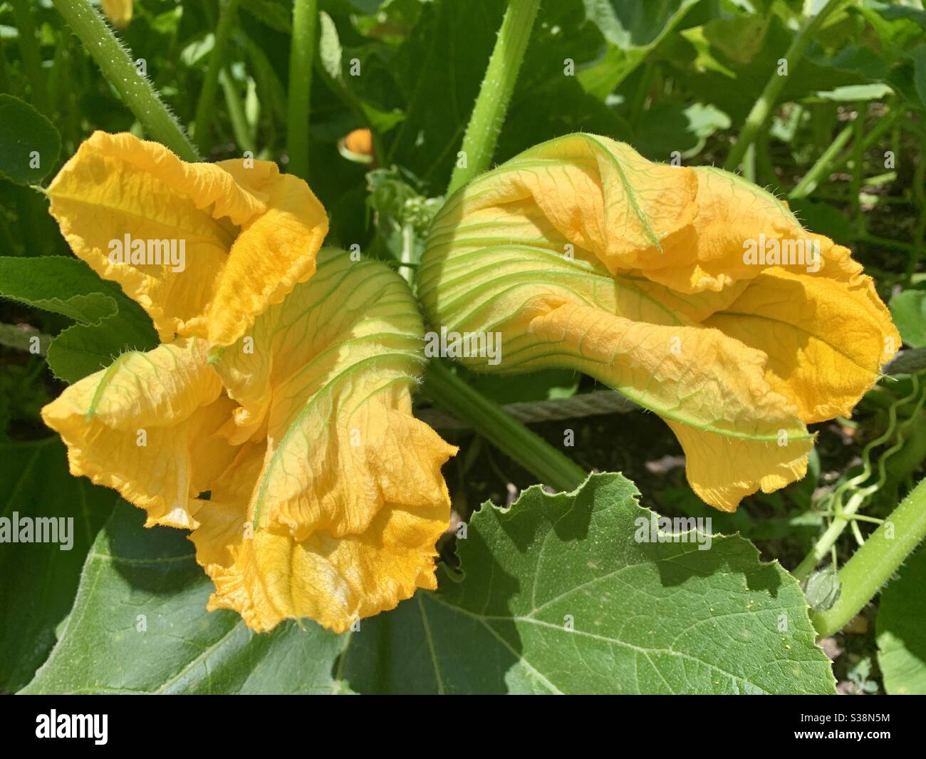 Grande fiore di Courgette giallo Foto Stock