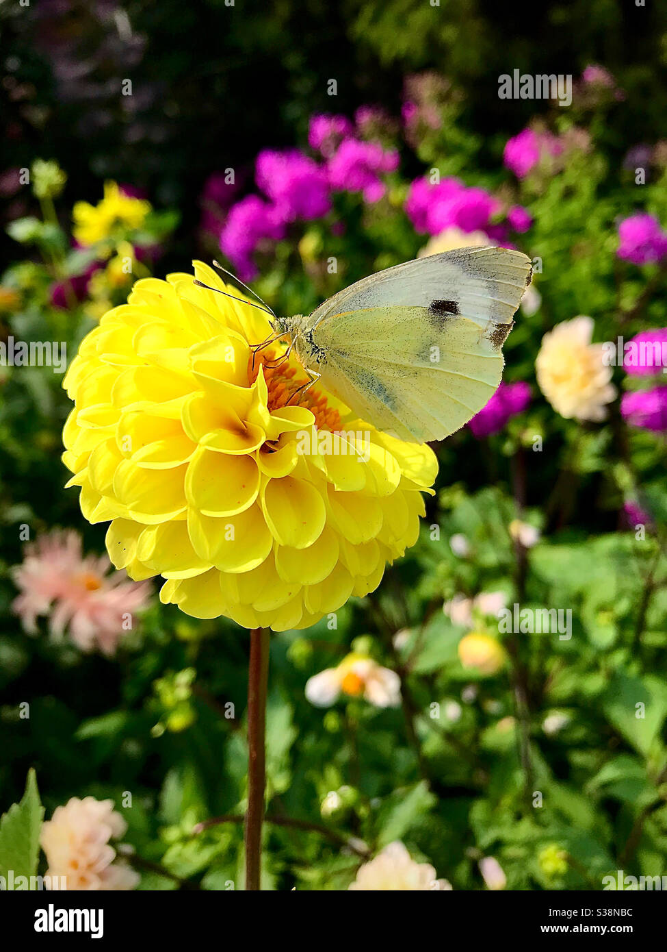 Farfalla bianca su un fiore giallo Foto Stock
