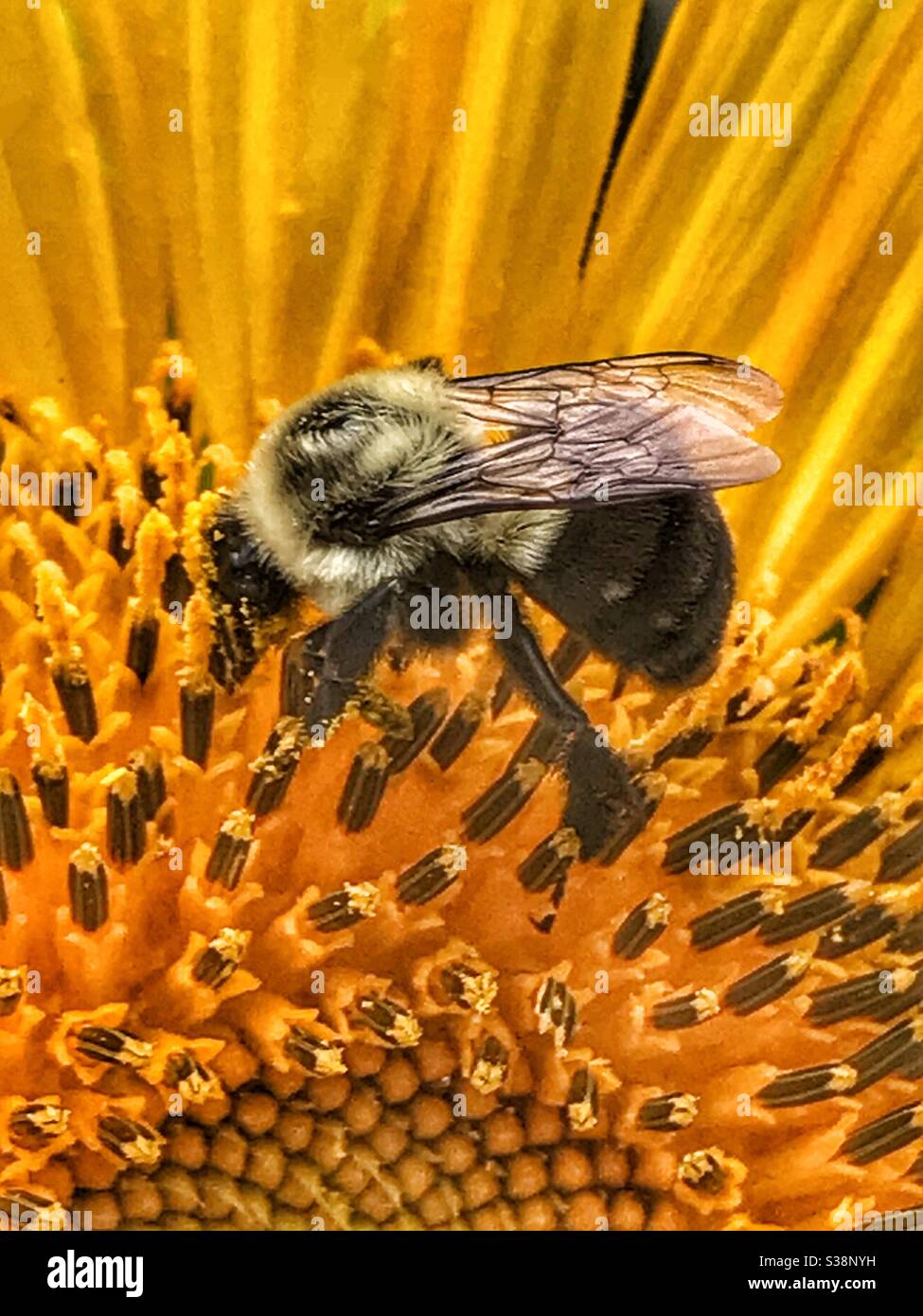 Bee per raccogliere il polline da un girasole Foto Stock