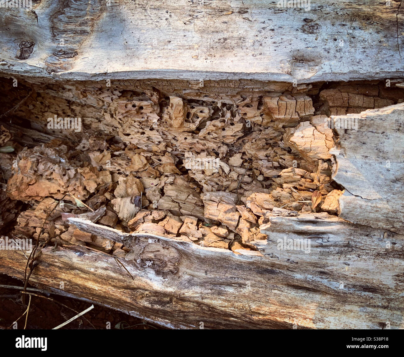 Un vecchio log che inizia a decadere. Il legno al centro si sta rompendo e ha buchi dove gli insetti hanno burrowed in esso. Foto Stock