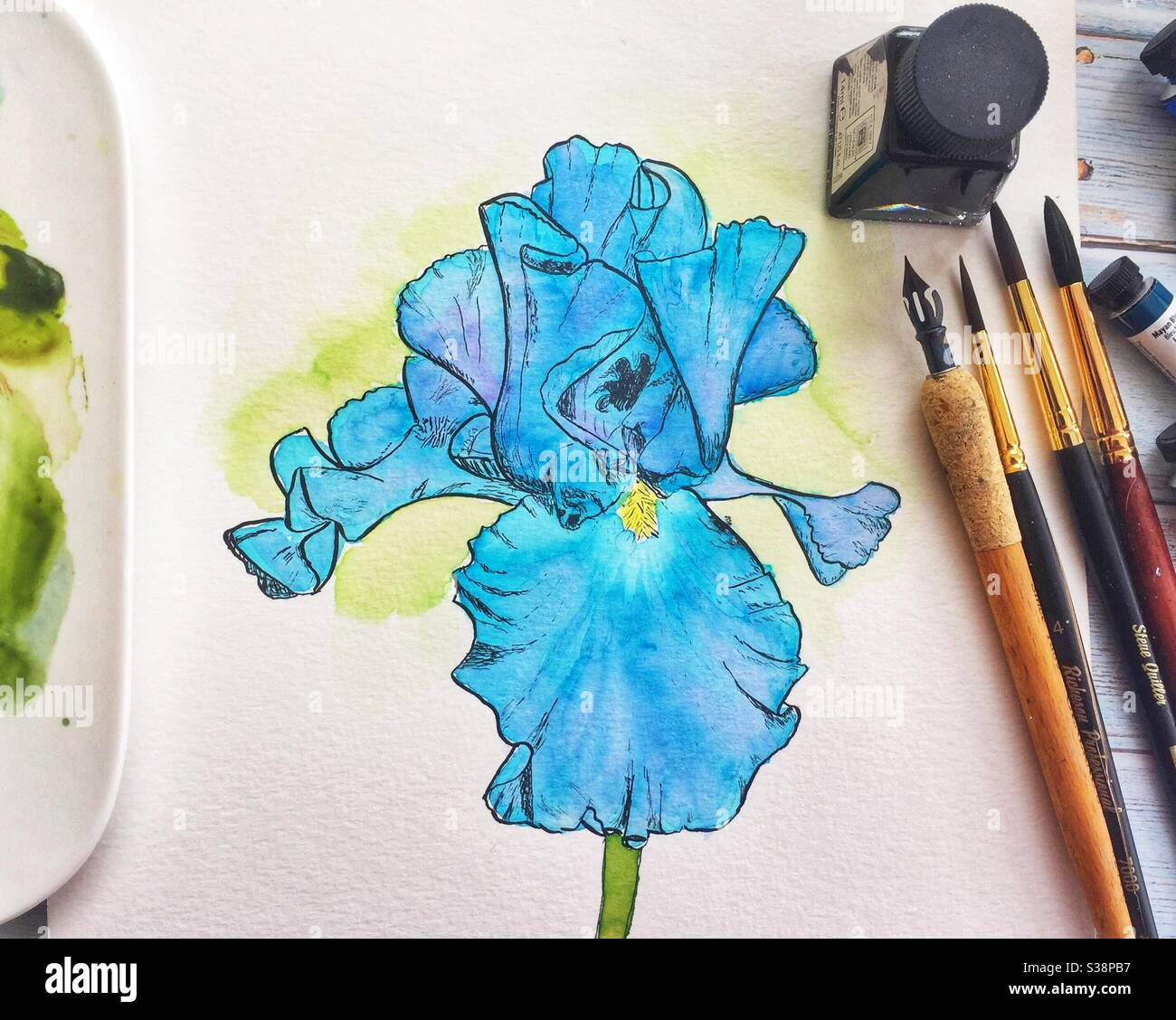 Disegno dell'inchiostro e acquerello con iride blu dipinto a mano. - Immagine stock catturata con smartphone