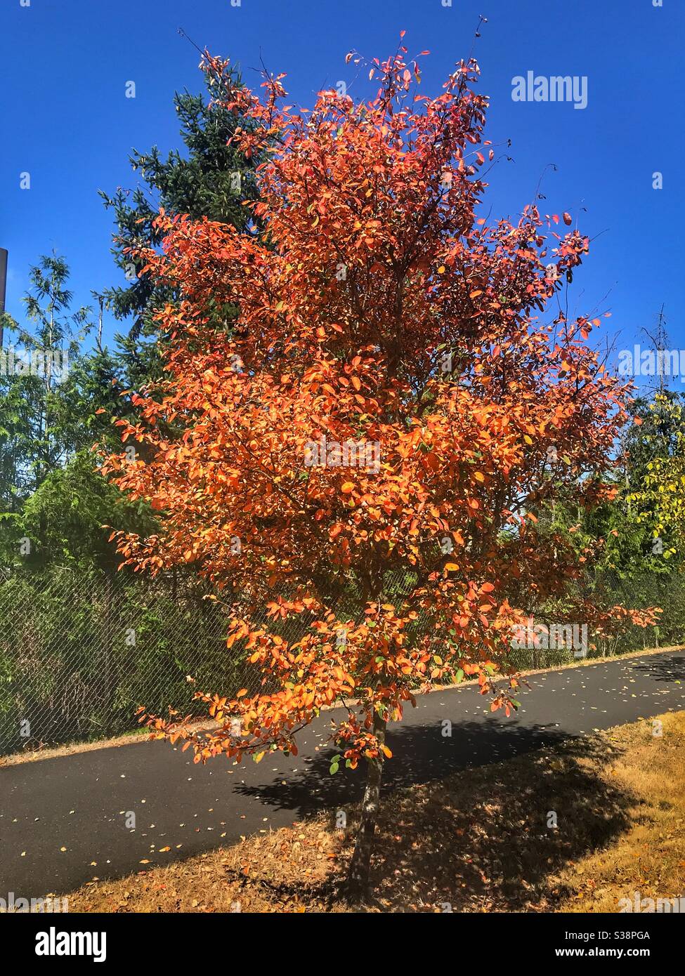 Albero che perde le sue foglie troppo presto in estate perché non sta ricevendo abbastanza acqua dall'irrigazione. Sono le foglie che si trasformano in arancione brillante. - Immagine stock catturata con smartphone
