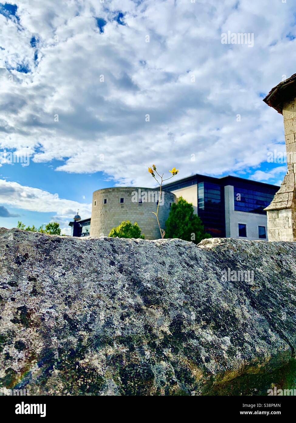 Un fiore giallo che cresce dalle mura della città di York, con edifici sullo sfondo. Yorkshire City, Regno Unito. Foto Stock