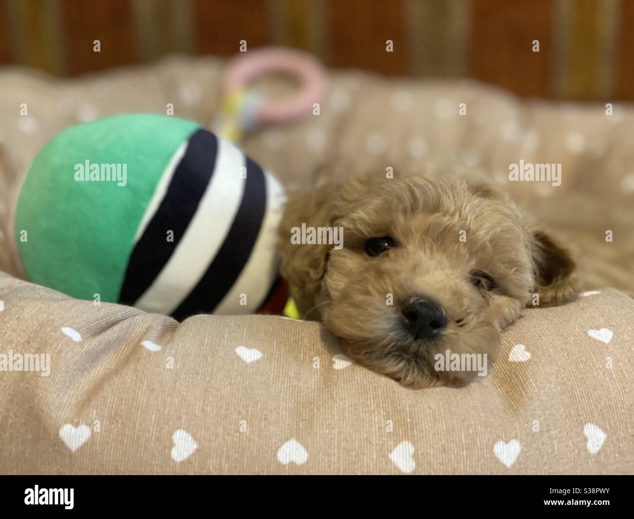 Cane poodle ritratto con un giocattolo colorato - Immagine stock catturata con smartphone