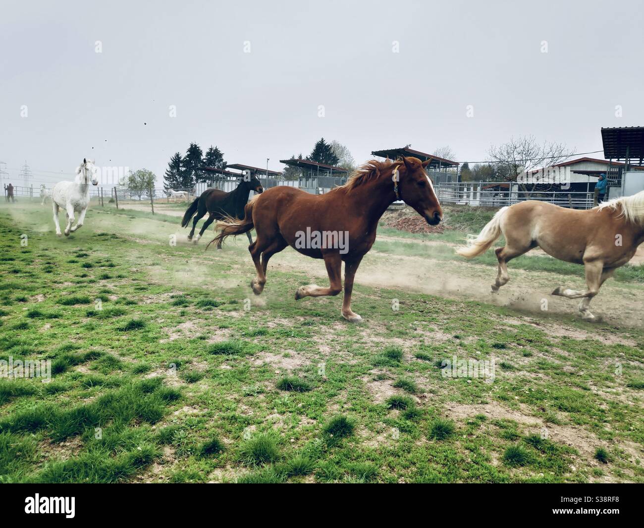 I cavalli sono stati liberi per pascolare su campi aperti In Germania Foto Stock