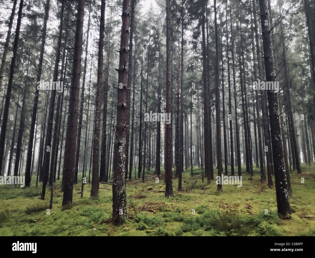Pini in Schwarzwald o Foresta Nera in Germania - Immagine stock catturata con smartphone