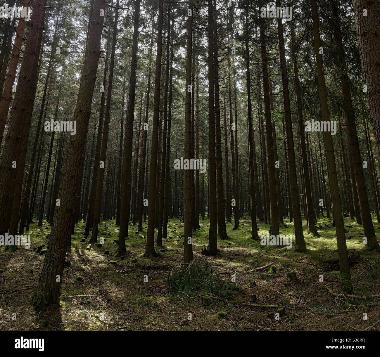 Pini nella Foresta Nera o Schwarzwald in Germania - Immagine stock catturata con smartphone