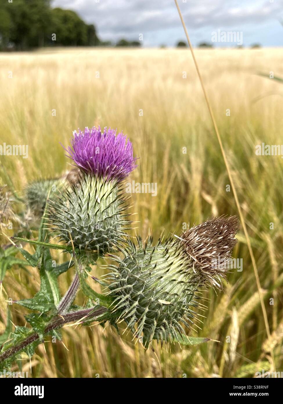 Thistle scozzese accanto al campo di grano Foto Stock