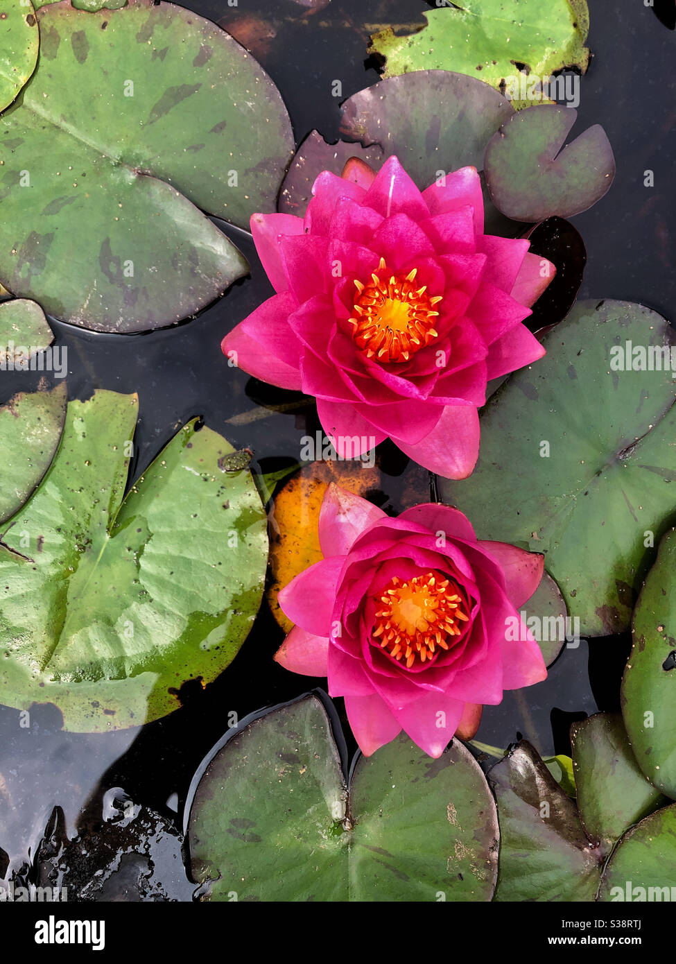 Gigli d'acqua rosa in uno stagno - Immagine stock catturata con smartphone