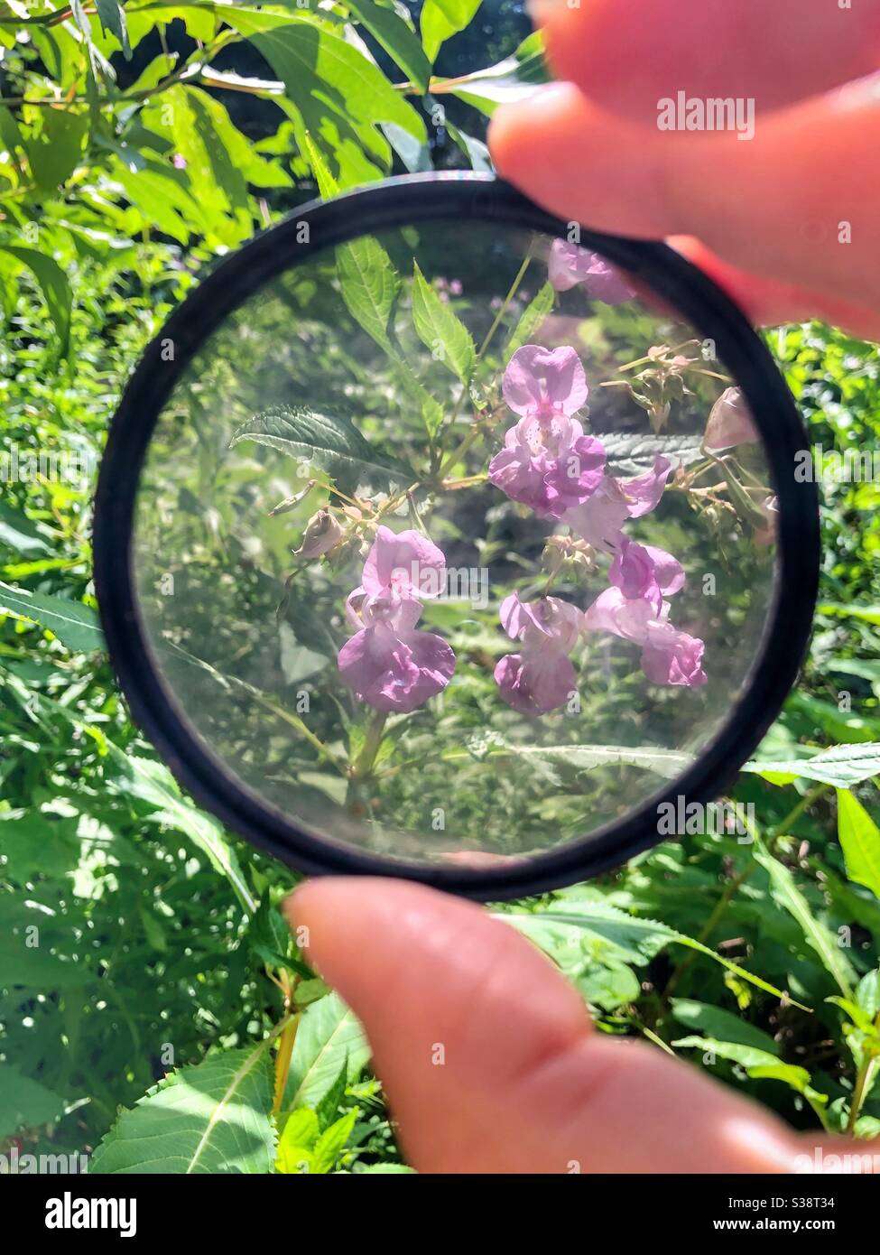 Guardando i fiori attraverso un filtro dell'obiettivo. - Immagine stock catturata con smartphone