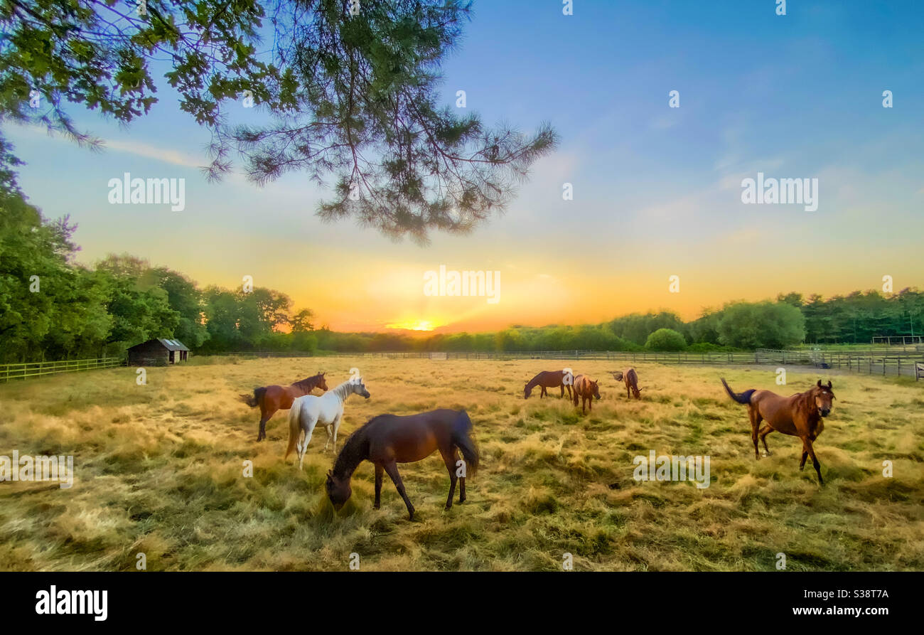 Una squadra di cavalli che corrono in meadowlands sotto un oro cielo blu tramonto - Immagine stock catturata con smartphone