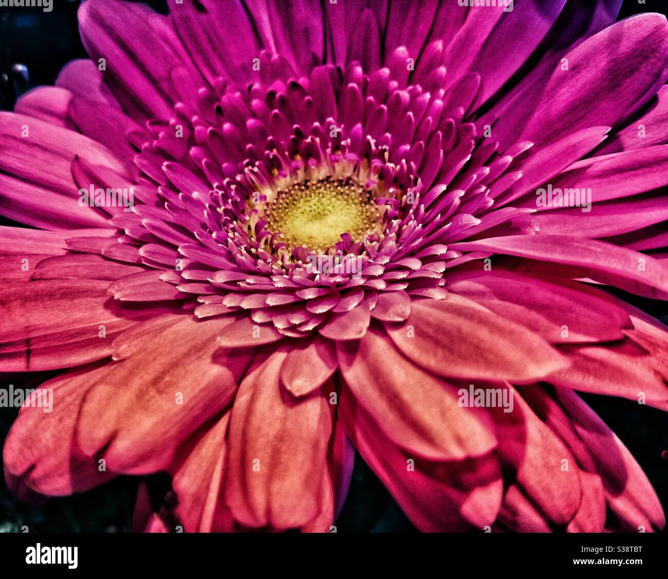 Una fotografia ravvicinata di un bellissimo e vibrante fiore rosa Foto Stock