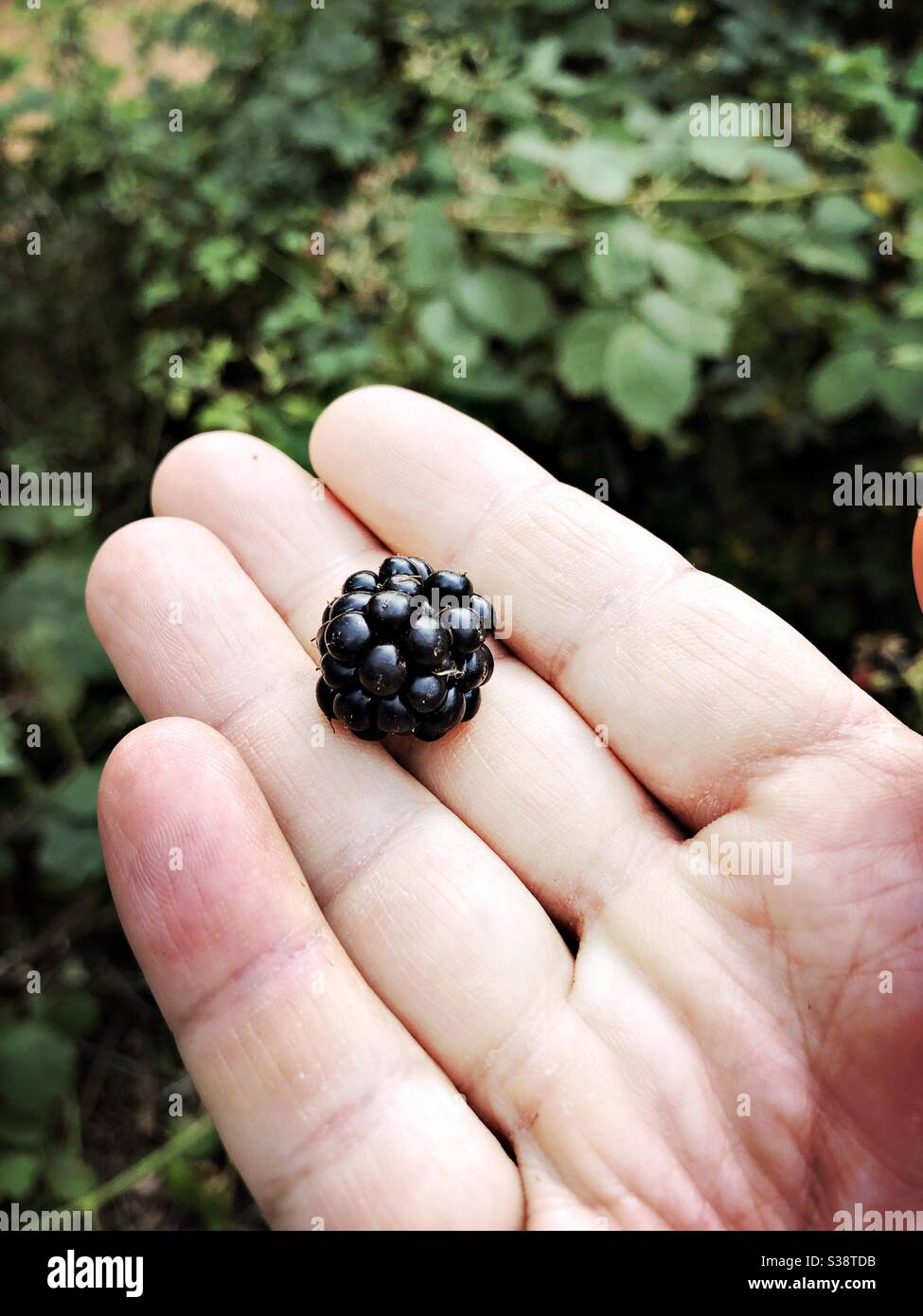 blackberry appena selezionato Foto Stock