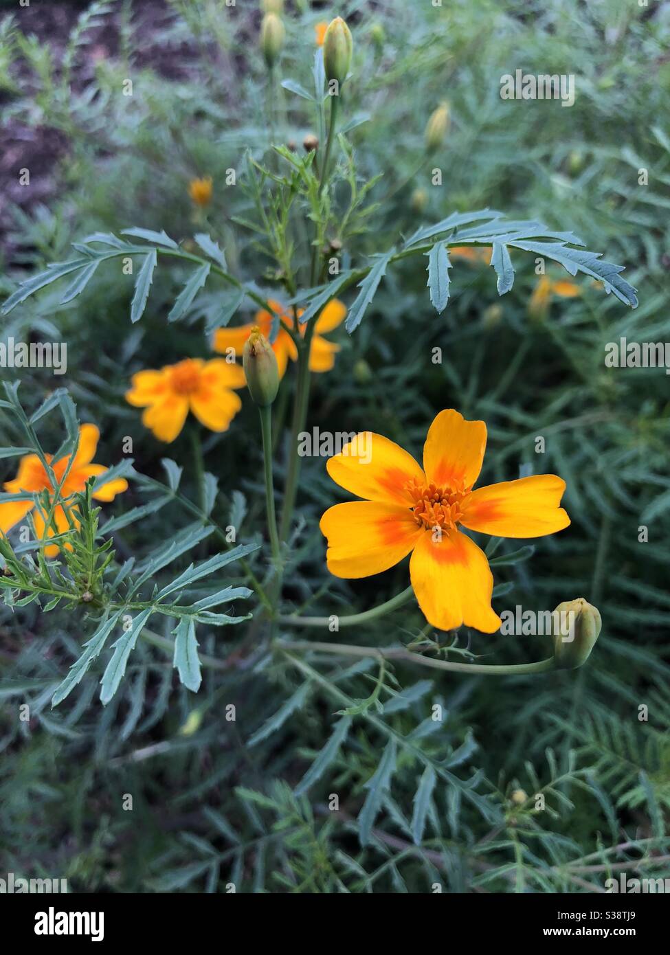 Signet fiori marigold Foto Stock