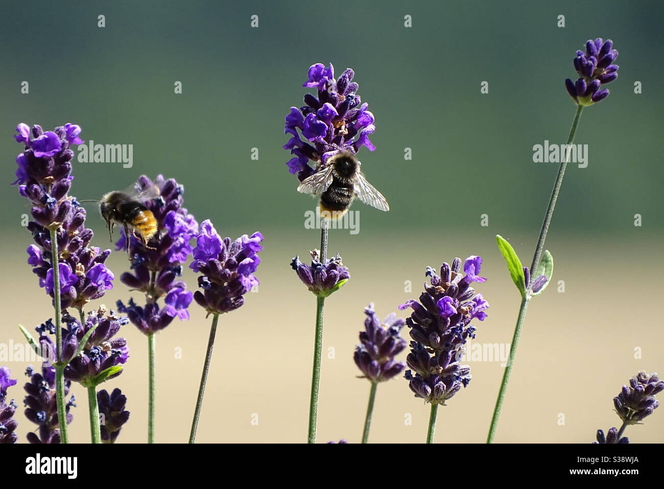 Bienen An Lavendel - api sulla lavanda Foto Stock