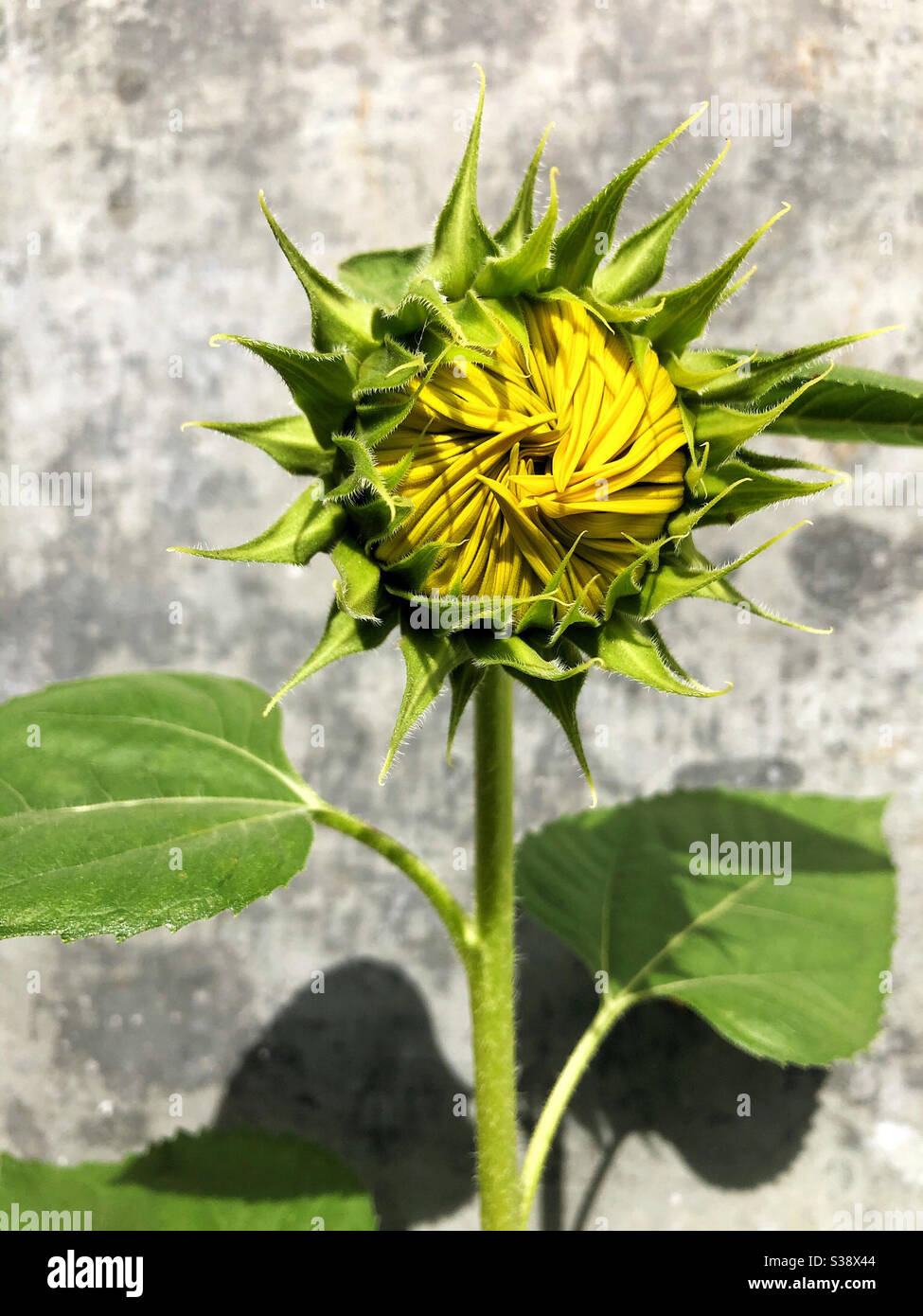 Girasole in procinto di esplodere in fiore nel sole estivo e calore - Immagine stock catturata con smartphone