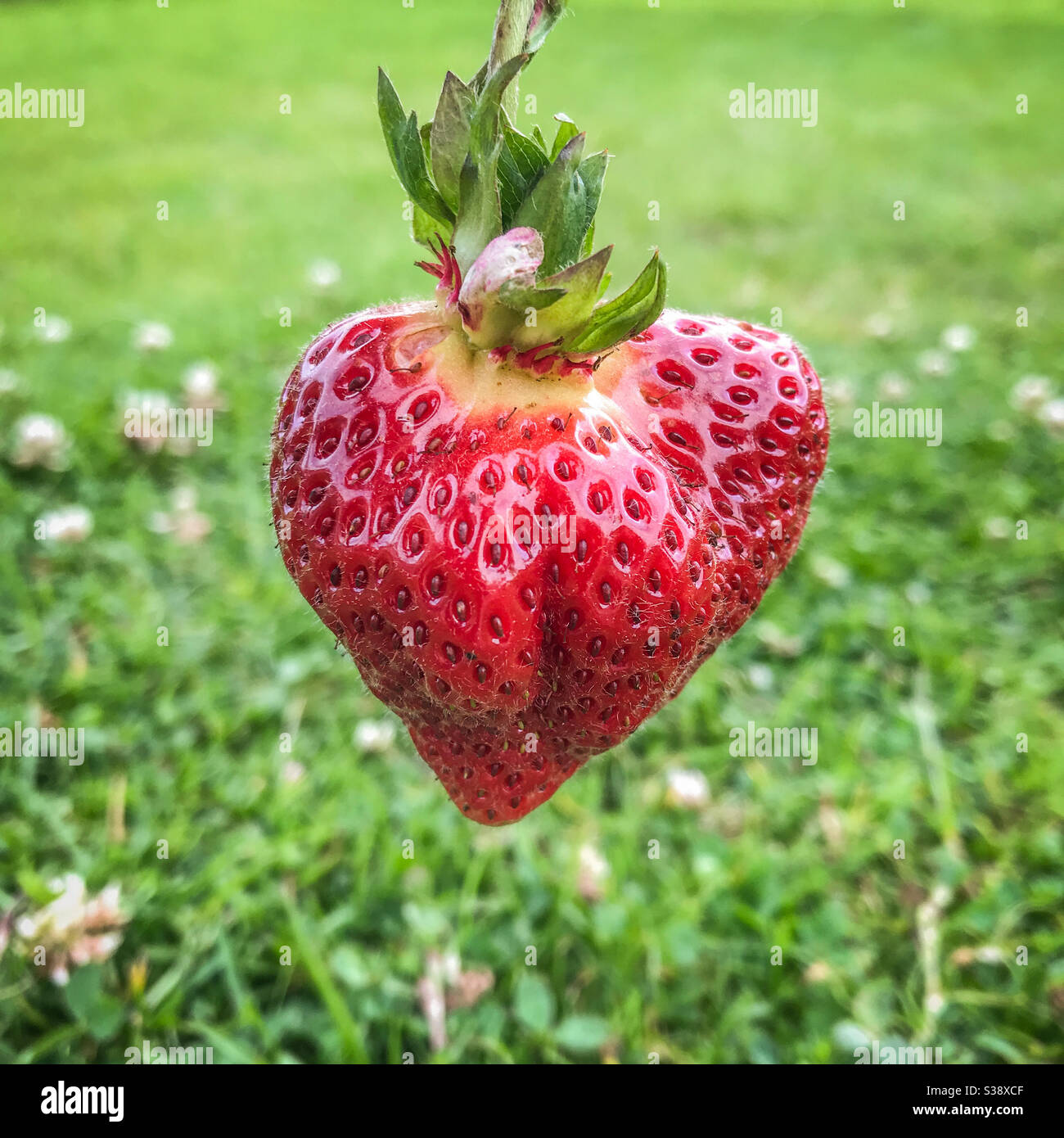 Una fragola meravigliosa Foto Stock