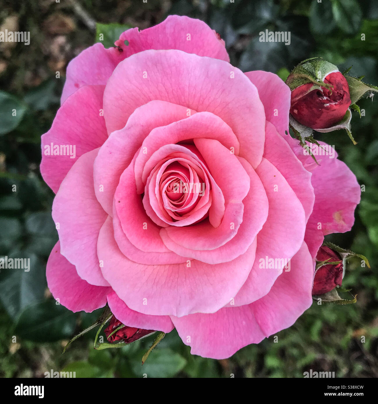 Un primo piano di una rosa rosa Foto Stock