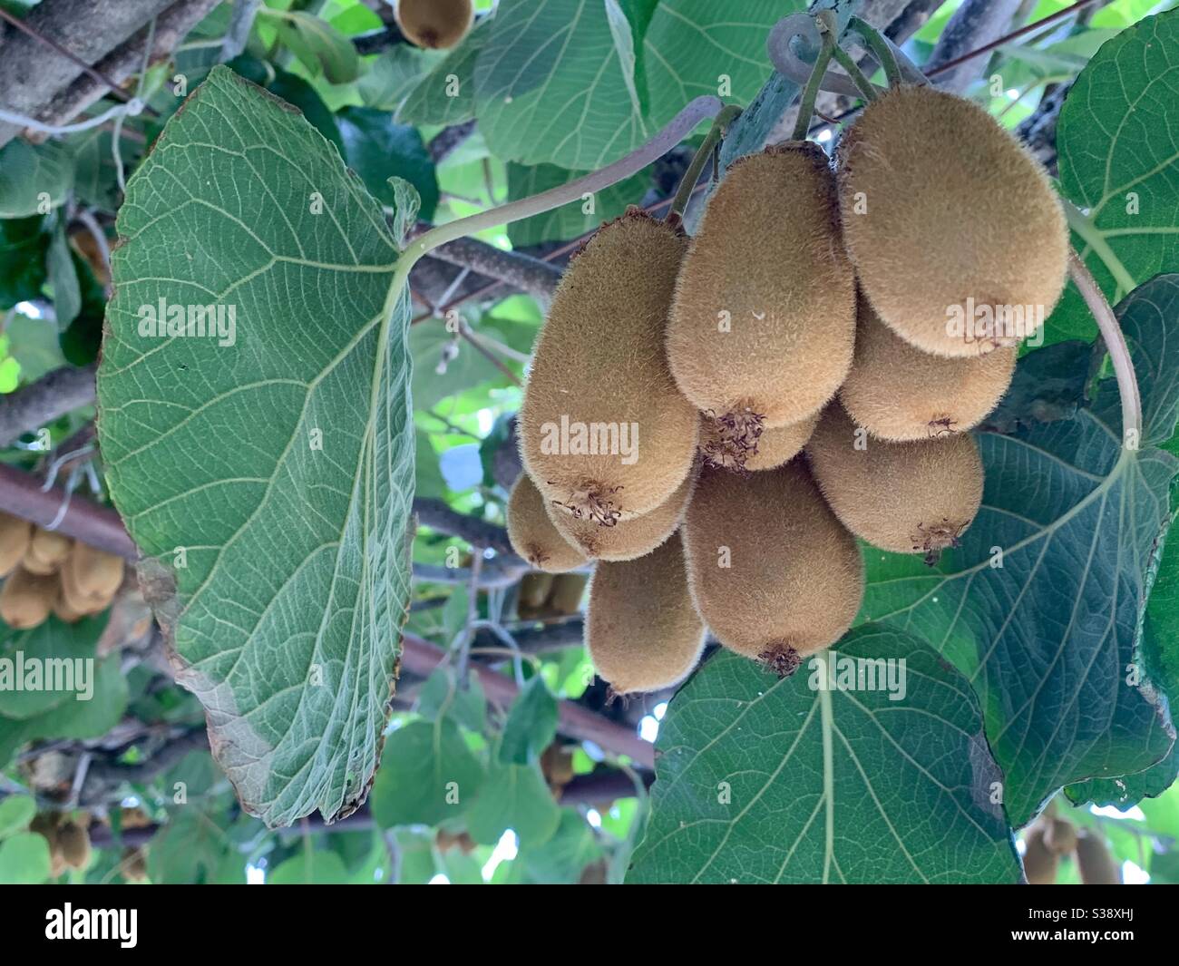 I kiwi crescono in grappoli sulla terrazza in Montenegro - Immagine stock catturata con smartphone