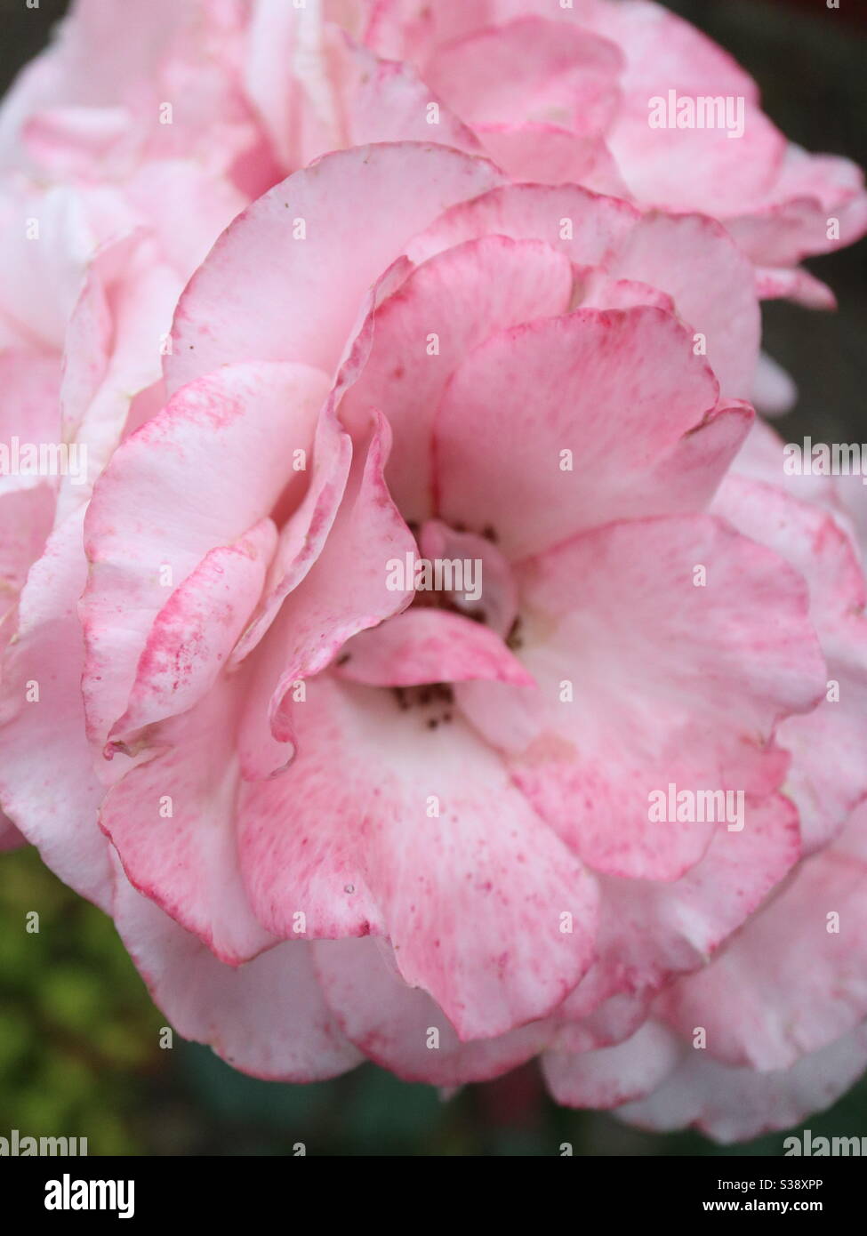 Rosa Rose passato è meglio - Immagine stock catturata con smartphone