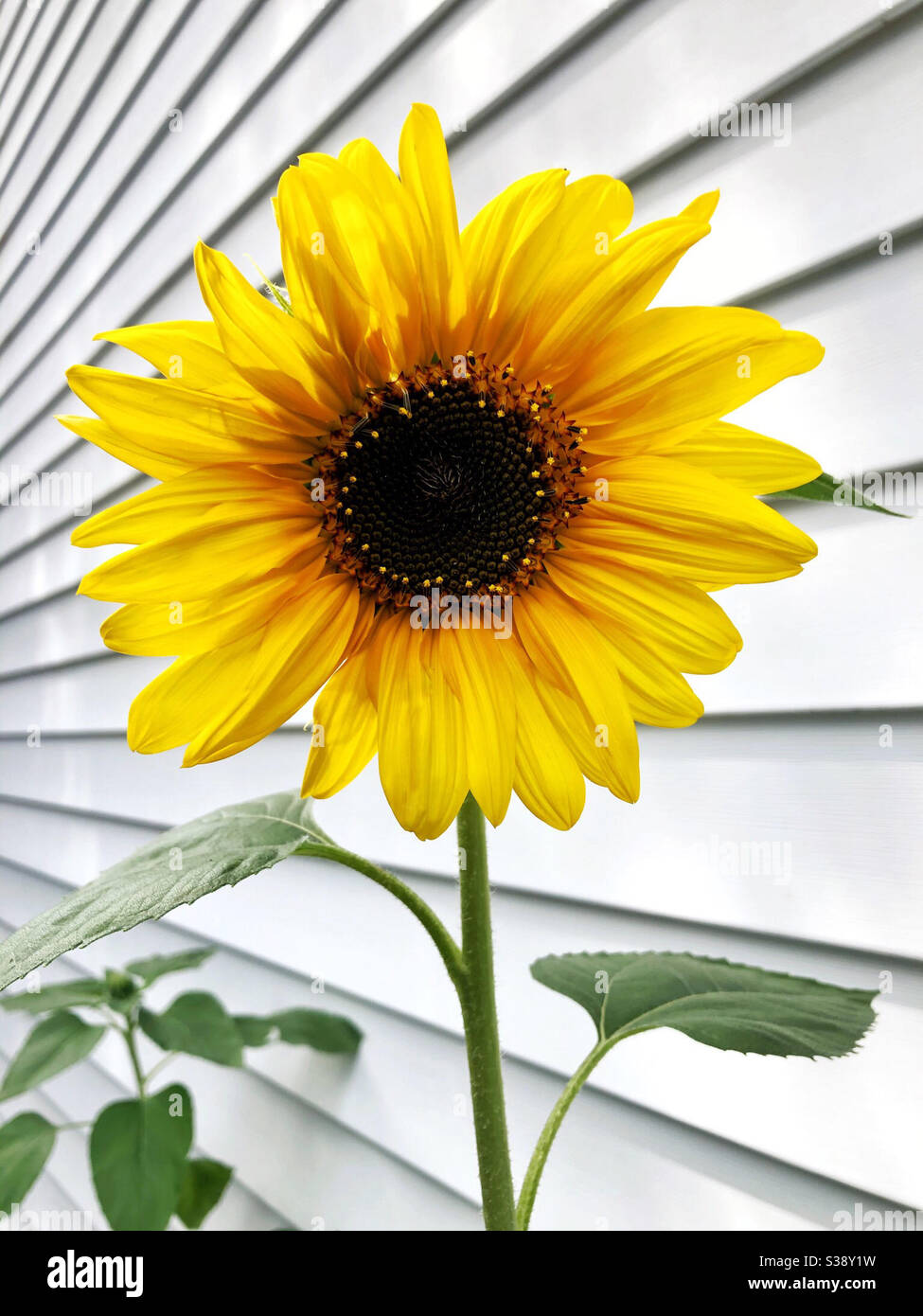 Girasoli aperto il primo giorno, fiore nuovo di zecca - Immagine stock catturata con smartphone