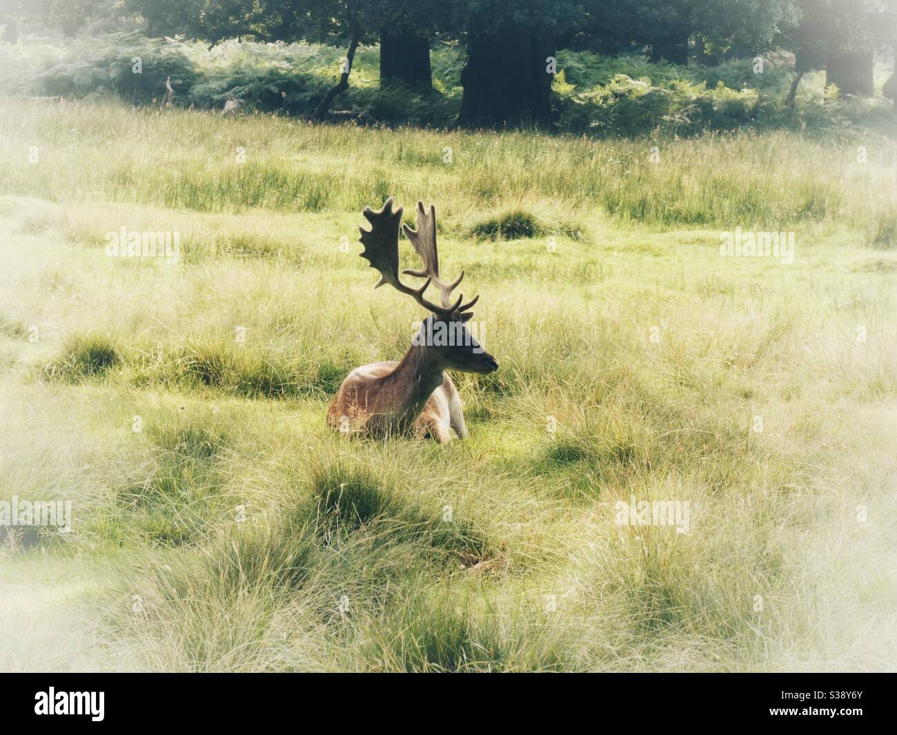 Magnifico patibolo buck Deer sedette riposando Foto Stock