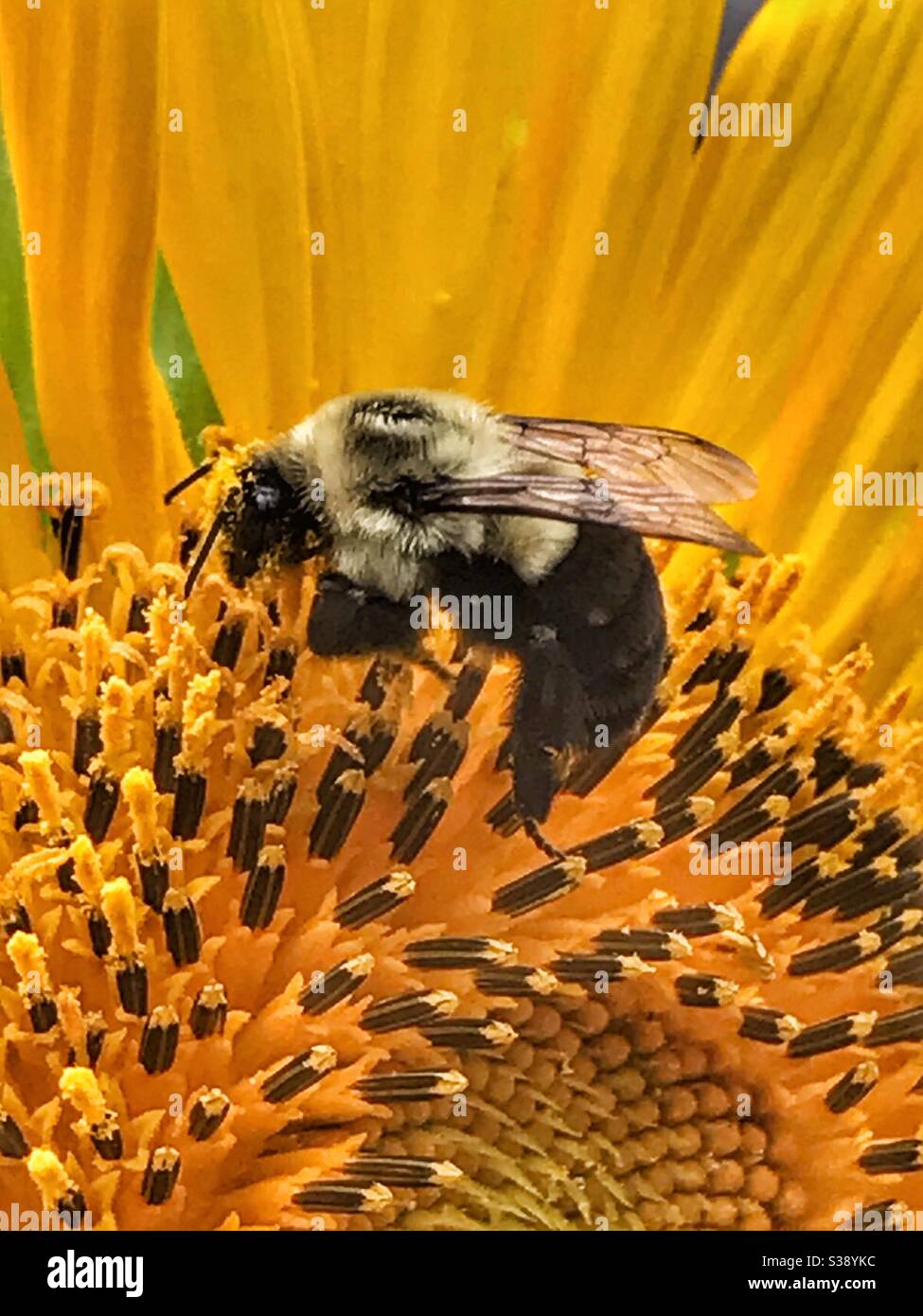 Bumblebee raccogliere polline su un girasole - Immagine stock catturata con smartphone Bumblebee raccogliere polline su un girasole - Immagine stock catturata con smartphone