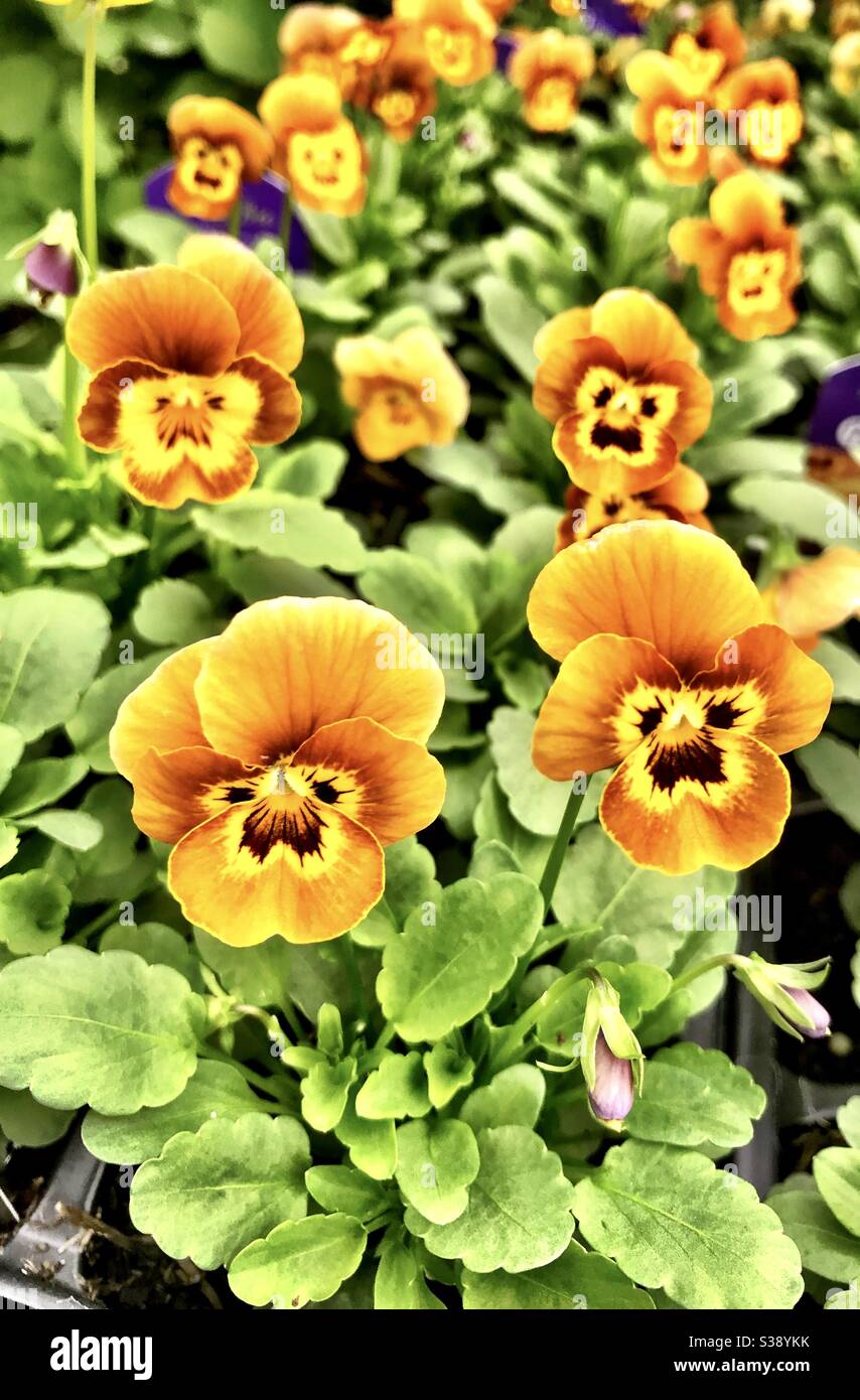 Pansy volti - Immagine stock catturata con smartphone
