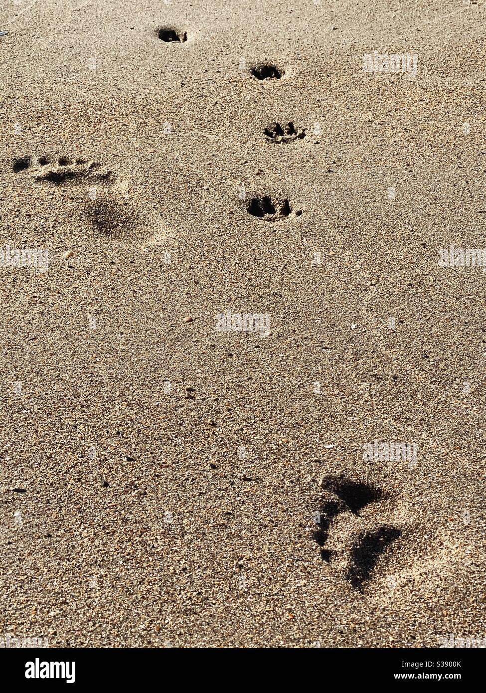 Le impronte umane e le stampe di zampa del cane nella sabbia a. la stessa ora alla luce del mattino - Immagine stock catturata con smartphone