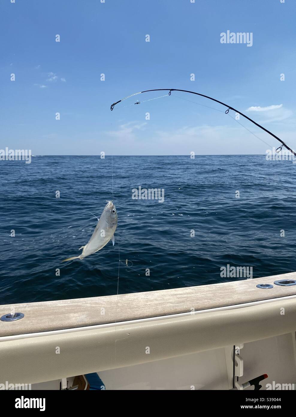 Pesce di coda duro su un palo di pesca catturato nel Golfo del Messico acqua Florida Foto Stock