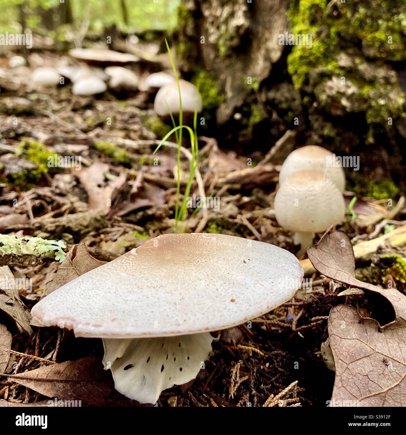 Funghi in linea sulla porta della foresta. Foto Stock