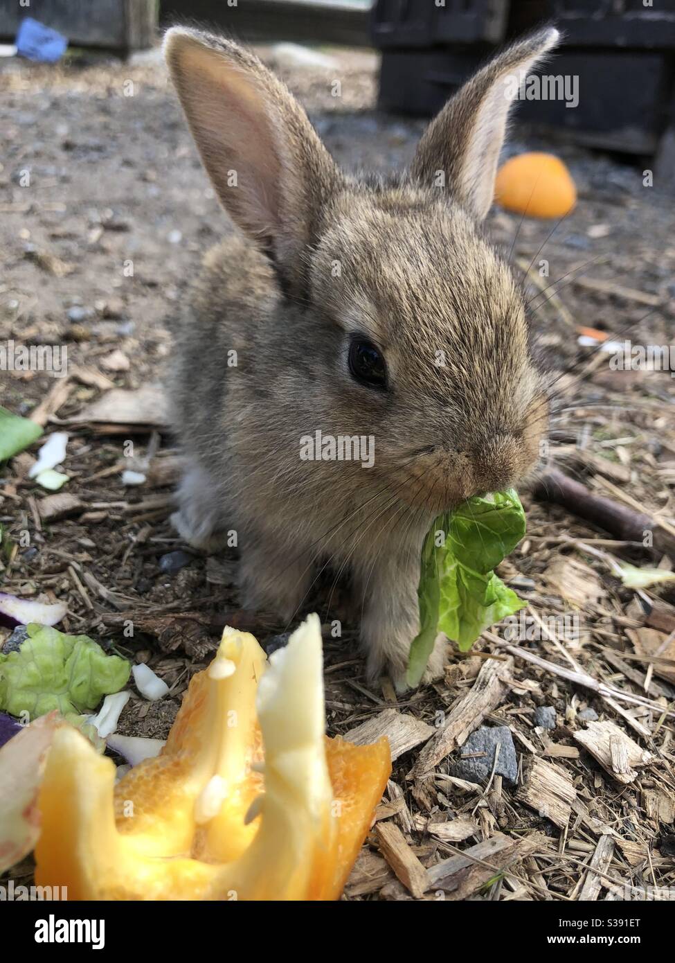 Coniglietto del bambino che mangia la lattuga. Foto Stock