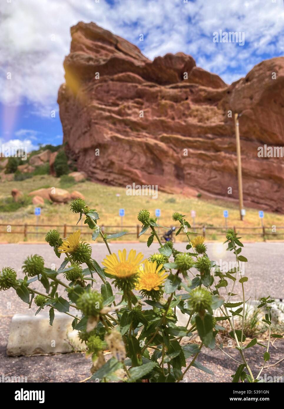 Giorno del sole, fiori gialli di fronte alle grandi Red Rocks. Vicino al Red Rocks Park and Amphitheatre, Morrison, Colorado, USA. Foto Stock