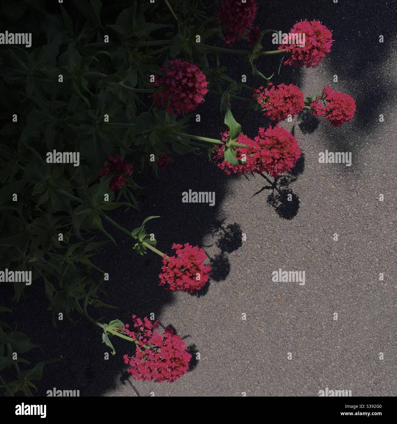 Fiori e ombre erbacei di confine - Immagine stock catturata con smartphone