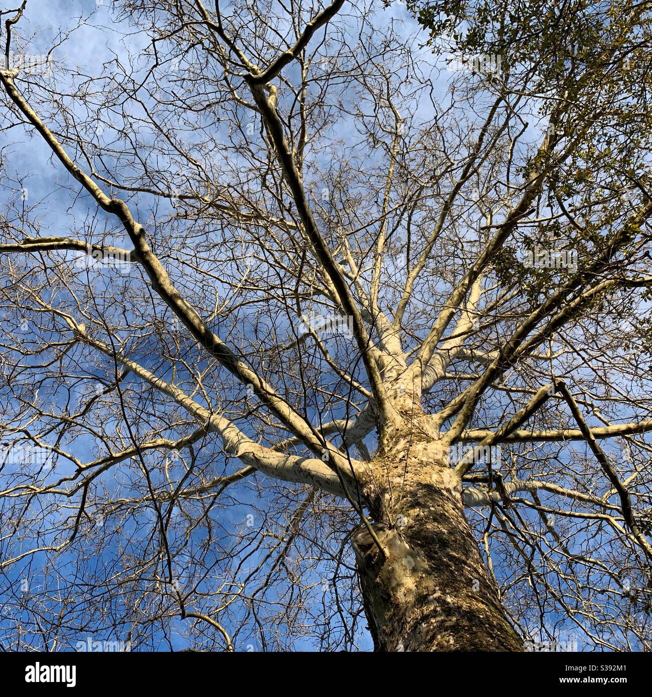 Luce sui rami di alberi Foto Stock