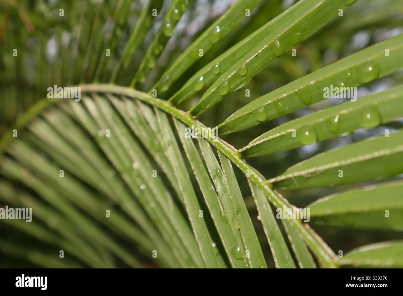 Gocce d'acqua su foglie tropicali Foto Stock