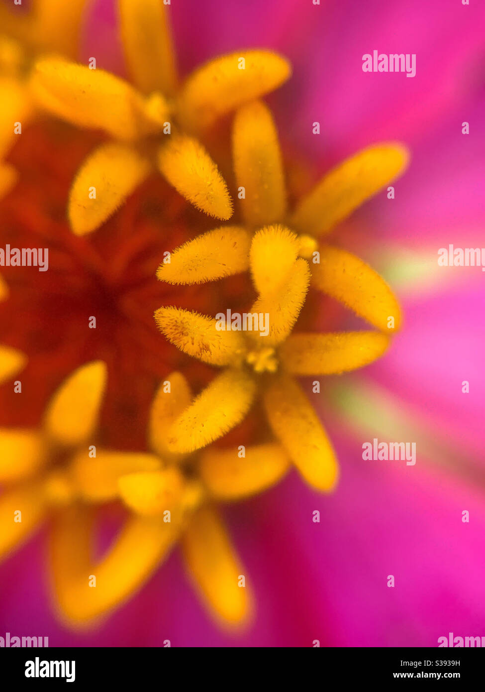 Dettagli ravvicinati di un fiore di zinnia Foto Stock