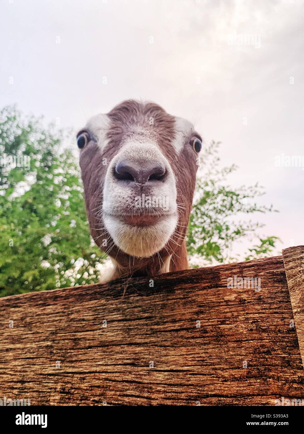 Capra guardando la fotocamera. - Immagine stock catturata con smartphone
