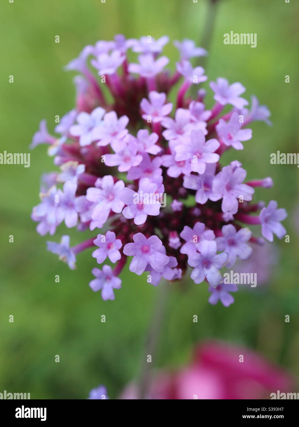 Farfalla amichevole Vervain in fiore Foto Stock