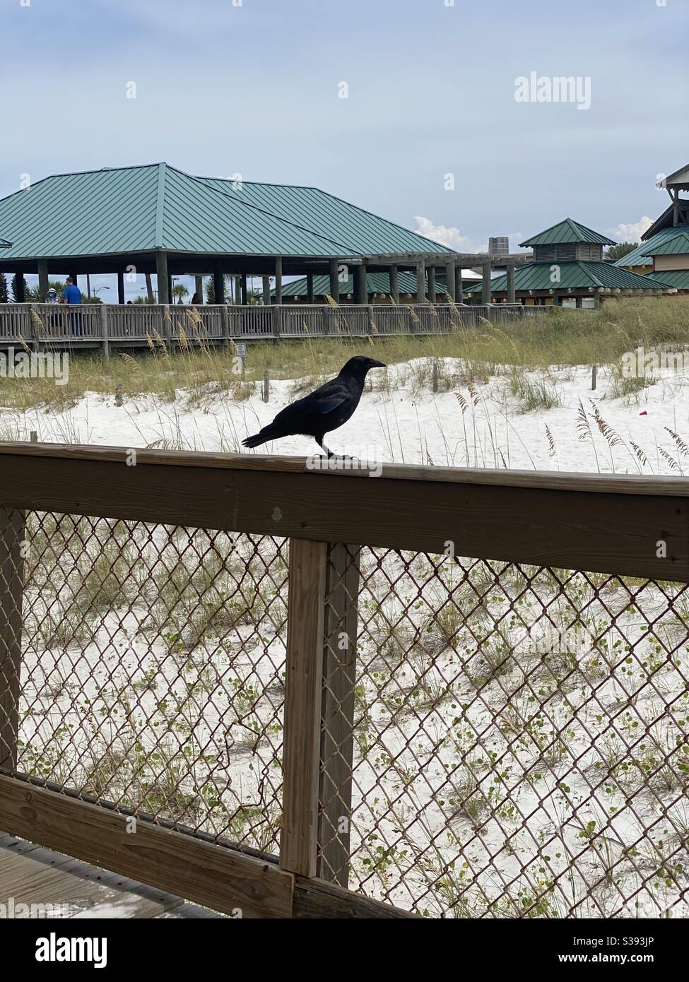 Corvo nero su una recinzione in legno sulla spiaggia - Immagine stock catturata con smartphone
