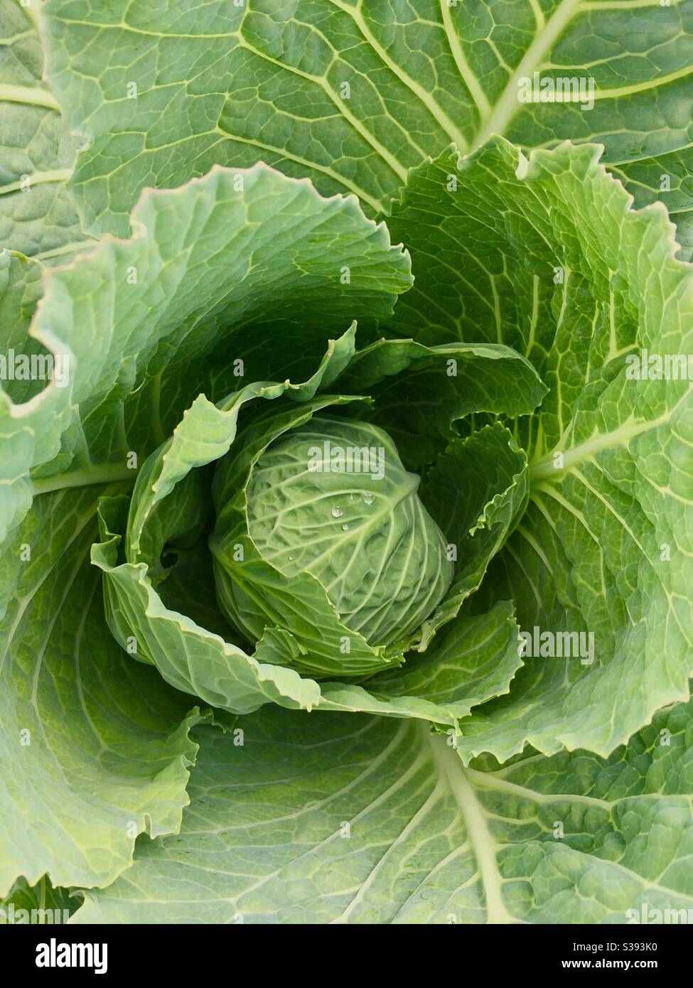 Cavolo verde sparato dall'alto - Immagine stock catturata con smartphone