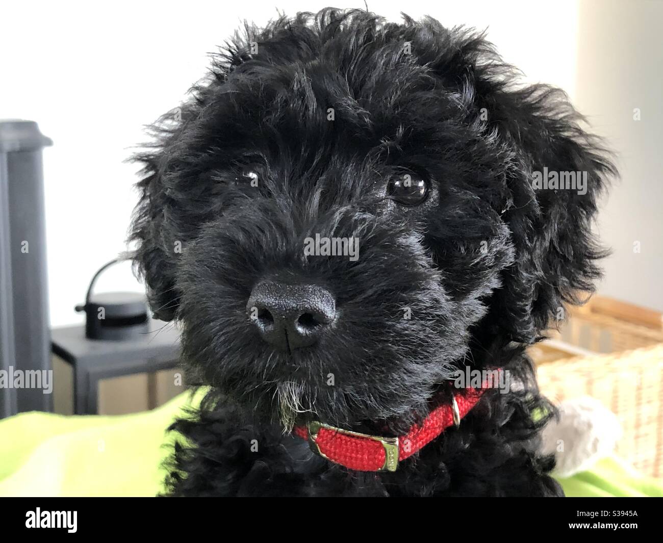 Cucciolo di Schnoodle nero Foto Stock