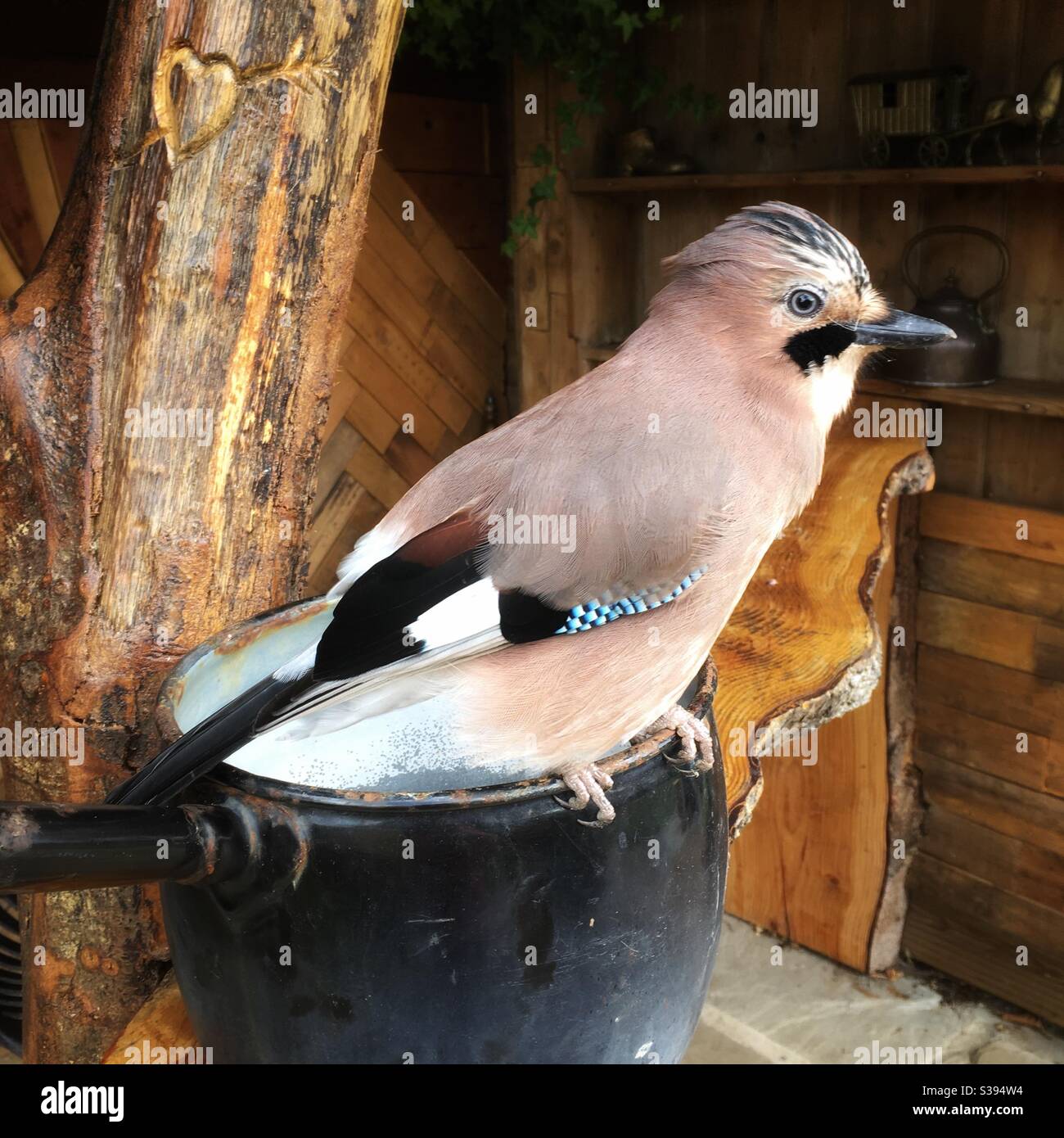 Jay (Garrulus glandarius) Hampshire, Inghilterra, Regno Unito. - Immagine stock catturata con smartphone