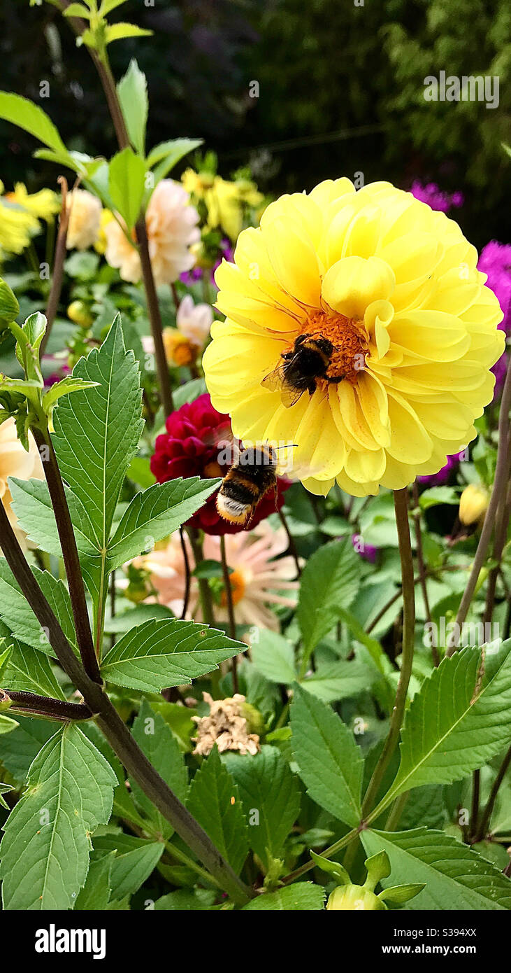 Un'ape su un fiore giallo e un'ape in arrivo Foto Stock