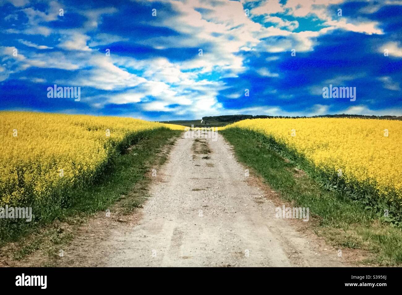 Petrolio di Alberta, olio di Canola, petrolio grezzo, campo di Canola e strada, al martinetto di pompa Foto Stock Petrolio di Alberta, olio di Canola, petrolio grezzo, campo di Canola e strada, al martinetto di pompa Foto Stock